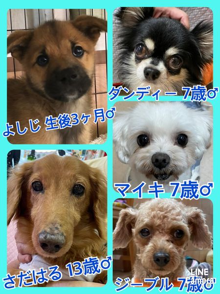 🐾今日の里親様募集中ワンコ🐶メンバーです🐾2022,7,9【保護犬カフェ天神橋店】